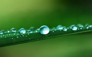 晶莹剔透的水珠壁纸_9