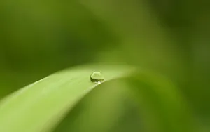 晶莹剔透的水珠壁纸_21