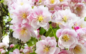 姹紫嫣红的花朵桌面壁纸_2