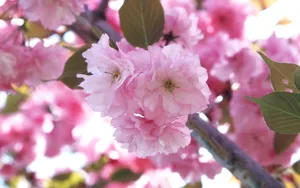 姹紫嫣红的花朵桌面壁纸_3