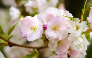 姹紫嫣红的花朵桌面壁纸_4