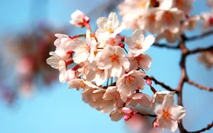 姹紫嫣红的花朵桌面壁纸_7