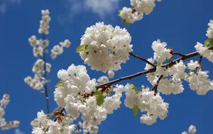姹紫嫣红的花朵桌面壁纸_8