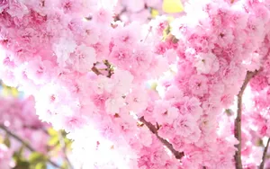 姹紫嫣红的花朵桌面壁纸_12