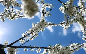 姹紫嫣红的花朵桌面壁纸_15