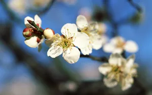 姹紫嫣红的花朵桌面壁纸_16