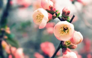 姹紫嫣红的花朵桌面壁纸_17