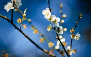 姹紫嫣红的花朵桌面壁纸_18