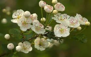 姹紫嫣红的花朵桌面壁纸_19