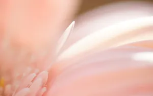 非洲菊图片桌面壁纸_12