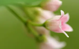 微距高清朦胧花儿壁纸_2