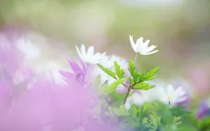 微距高清朦胧花儿壁纸_7