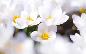 微距高清朦胧花儿壁纸_10