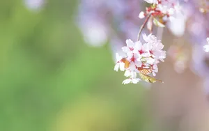 微距高清朦胧花儿壁纸_11