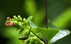 微距高清朦胧花儿壁纸_14
