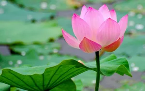 微距高清朦胧花儿壁纸_15