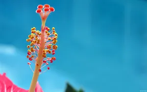 微距高清朦胧花儿壁纸_17