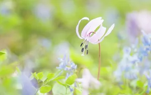 微距高清朦胧花儿壁纸_18