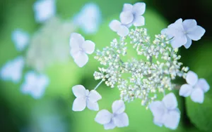 微距高清朦胧花儿壁纸_19