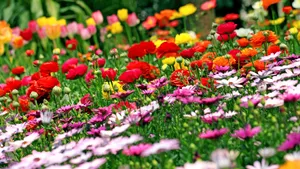 花的海洋桌面壁纸_15