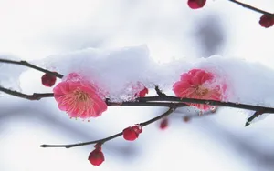 浪漫樱花图片桌面壁纸_2
