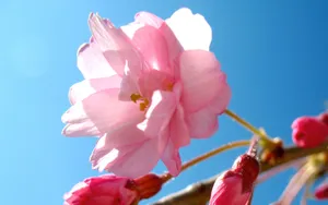 浪漫樱花图片桌面壁纸_3