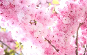 浪漫樱花图片桌面壁纸_5