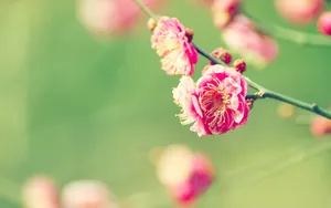 浪漫樱花图片桌面壁纸_6