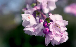 浪漫樱花图片桌面壁纸_7