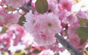 浪漫樱花图片桌面壁纸_8