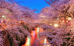 浪漫樱花图片桌面壁纸_9