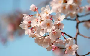 浪漫樱花图片桌面壁纸_10