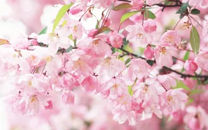 浪漫樱花图片桌面壁纸_11