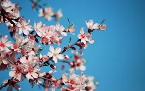 浪漫樱花图片桌面壁纸_12