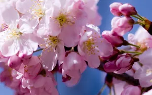 浪漫樱花图片桌面壁纸_13