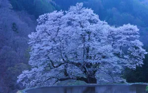 浪漫樱花图片桌面壁纸_14