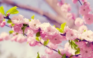 浪漫樱花图片桌面壁纸_15