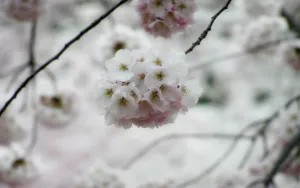 浪漫樱花图片桌面壁纸_16