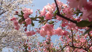 浪漫樱花图片桌面壁纸_19