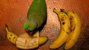 水果之王香蕉Bananas图片壁纸_12