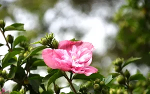 温柔的木槿花图片壁纸_2