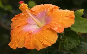 温柔的木槿花图片壁纸_4
