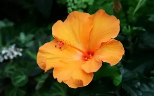 温柔的木槿花图片壁纸_9