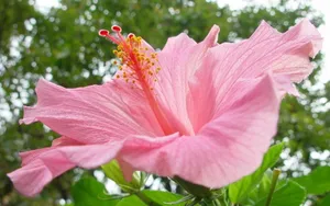 温柔的木槿花图片壁纸_13