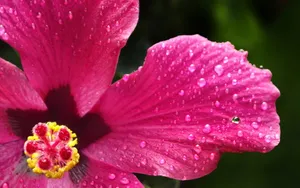 温柔的木槿花图片壁纸_14