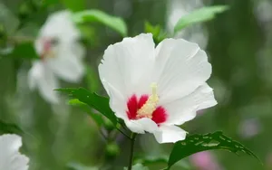 温柔的木槿花图片壁纸_15