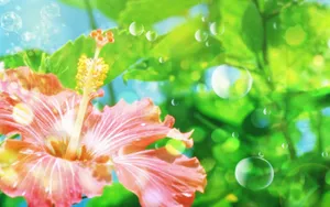 温柔的木槿花图片壁纸_17