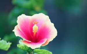 温柔的木槿花图片壁纸_18