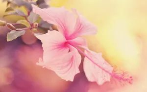 温柔的木槿花图片壁纸_19