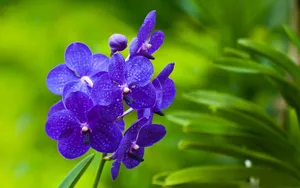 浓艳纷繁的花朵壁纸_5